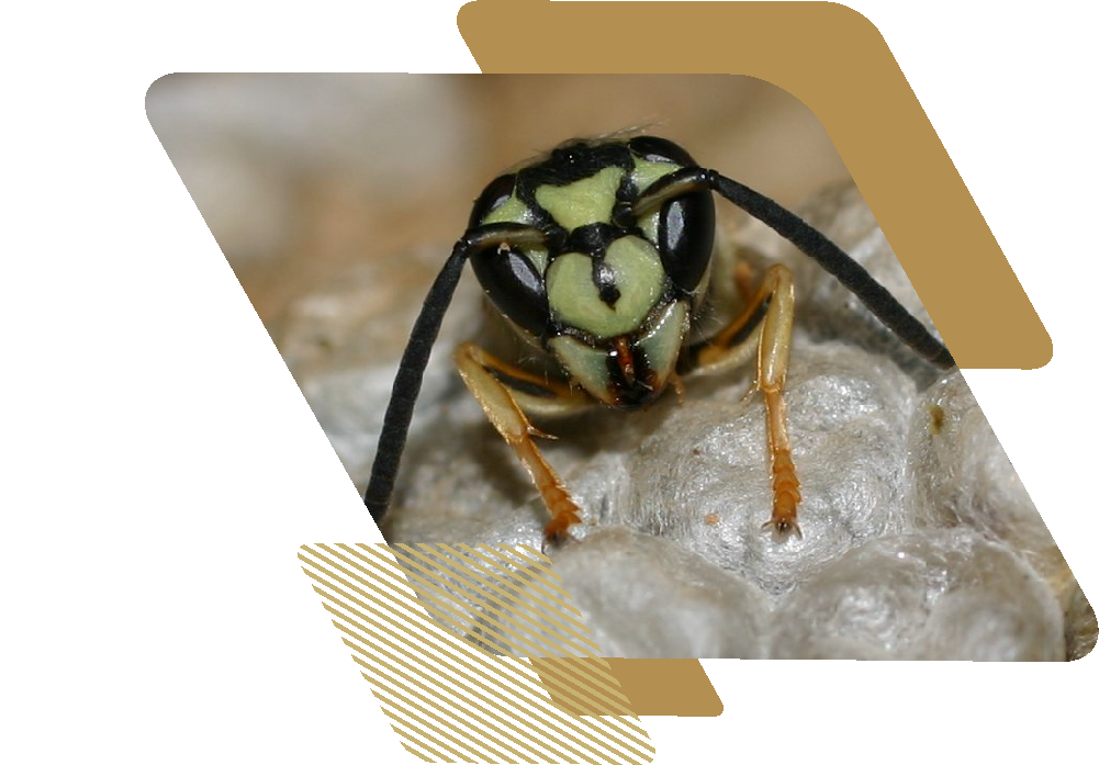Closeup of the head of a yellowjacket wasp