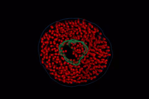 A computational model, based on raw video from electron videography, showing the motion of a nanodisc composed of lipids (red) and a membrane protein (green) in water.  GIF courtesy of John W. Smith