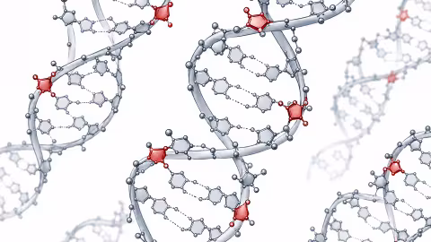Scientific rendering of multiple DNA double helices with several embedded ribonucleotides highlighted in red along the strands. The red RNA building blocks appear at distinct locations within the gray DNA structure, illustrating how ribonucleotides can become incorporated into human DNA.