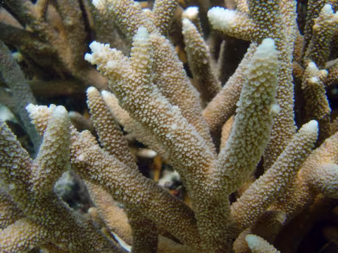 Staghorn coral (Image credit: David Burdick, NOAA)