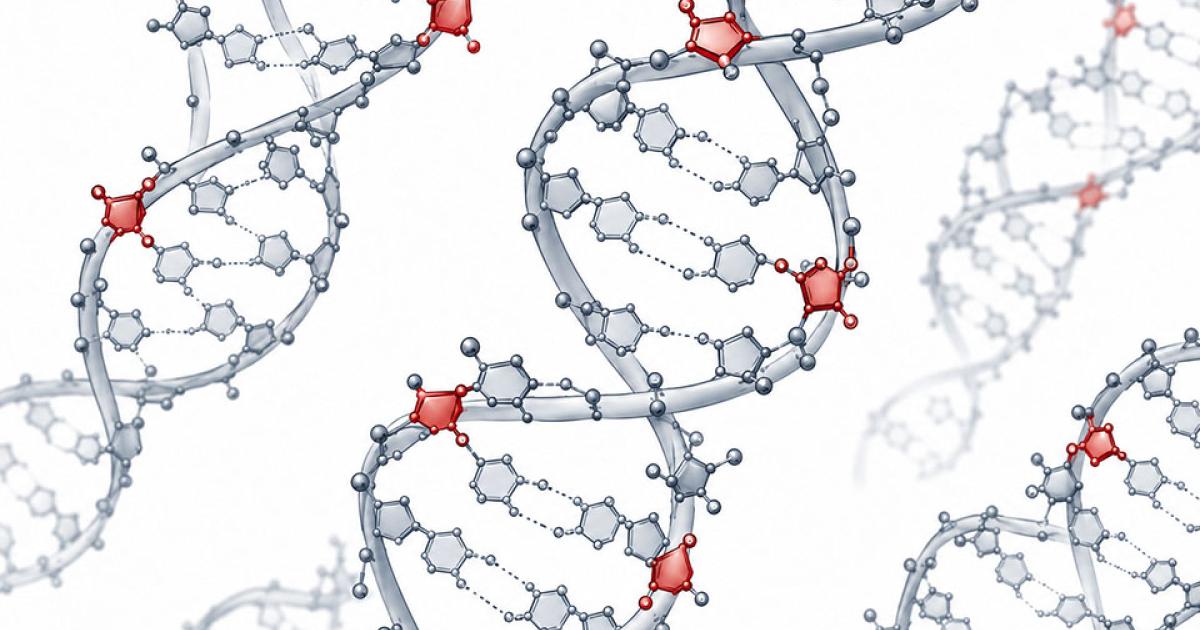 Photo: sciences.gatech.edu Researchers Discover New "Ribome" Layer of the Human Genome